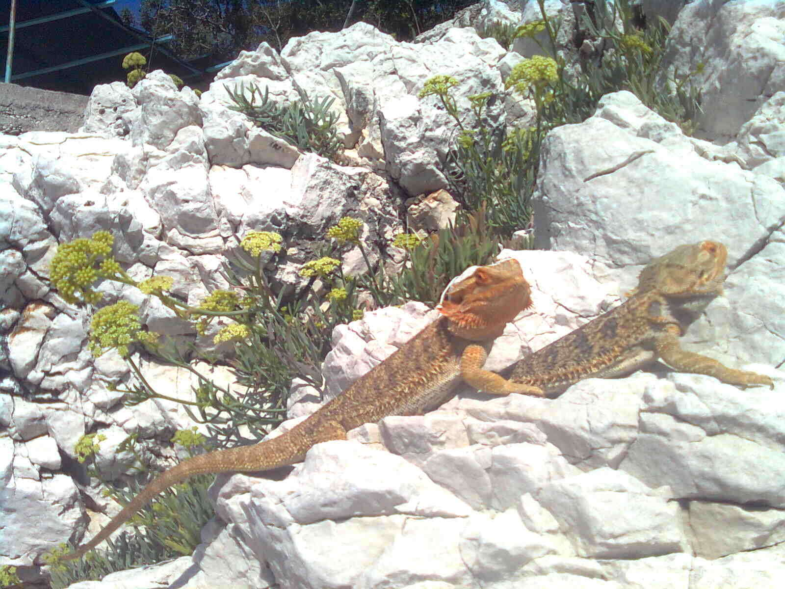 Image of Central bearded dragon