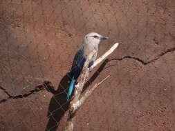 Image of Blue-bellied Roller