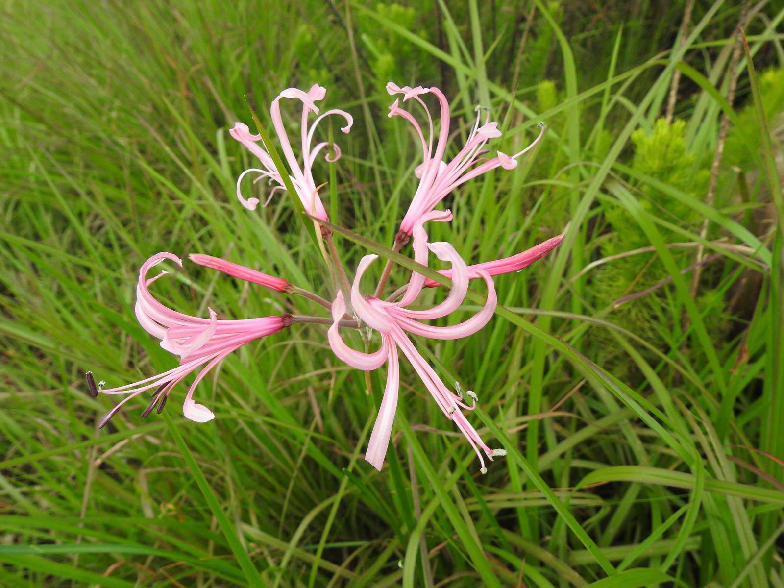 Image of Nerine angustifolia (Baker) W. Watson