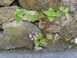 Image of spotted dead-nettle