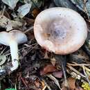 Image of Lactarius luridus (Pers.) Gray 1821