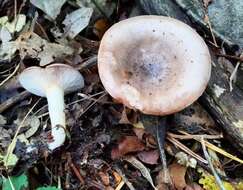 Sivun Lactarius luridus (Pers.) Gray 1821 kuva