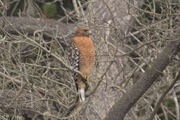 Image of Red-shouldered Hawk