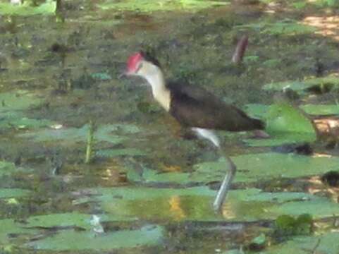 Image of <i>Irediparra gallinacea novaehollandiae</i>