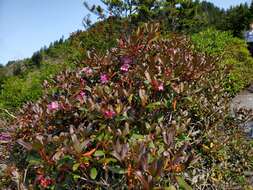 Image of Rhododendron smokianum Ralf Bauer & Albach