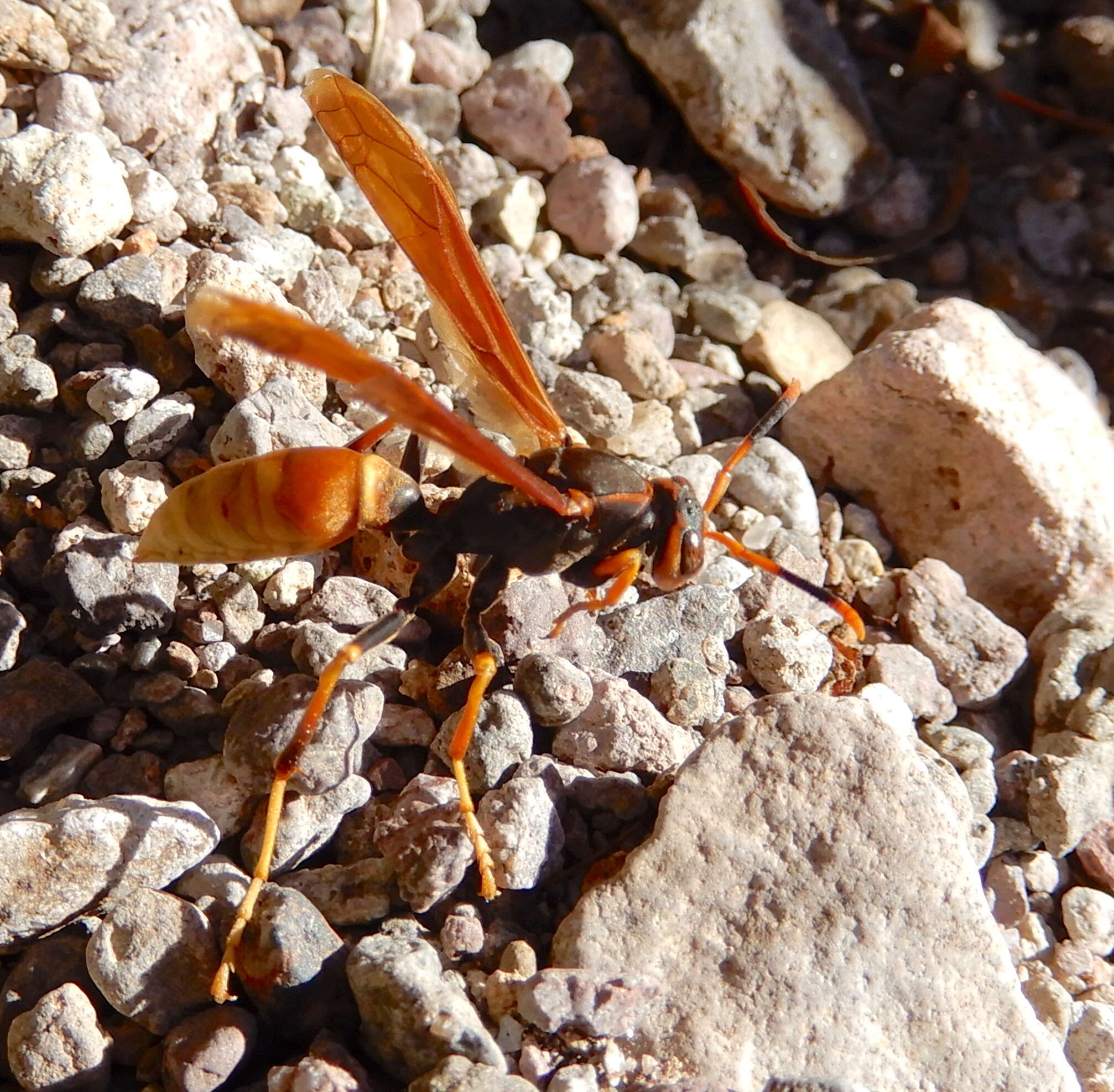 Image of <i>Polistes <i>comanchus</i></i> comanchus