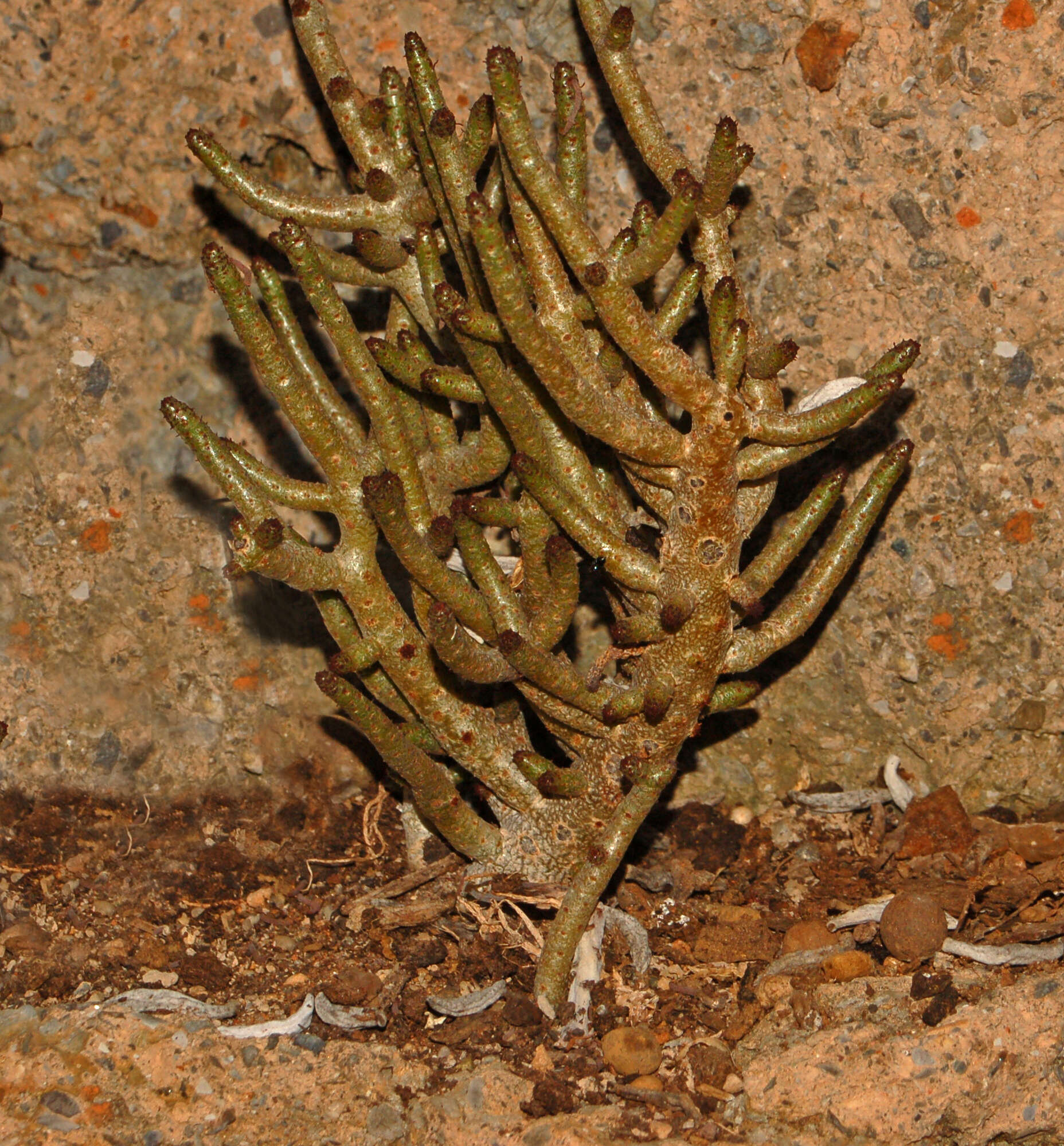 Image of Tylecodon buchholzianus (Schuldt & Steph.) H. Tölken