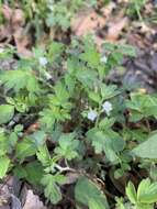 Image de Phacelia ranunculacea (Nutt.) Constance