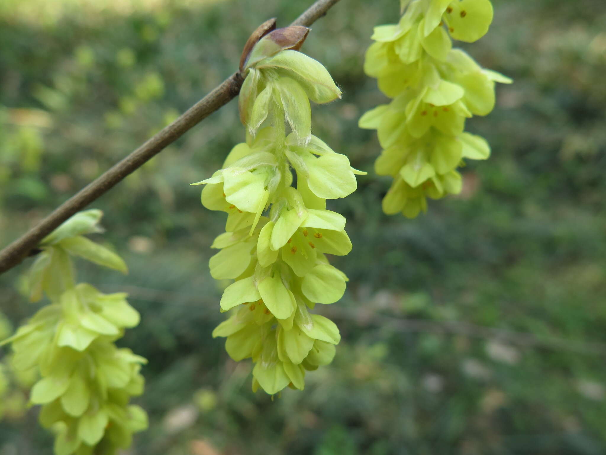 Image of winter hazel