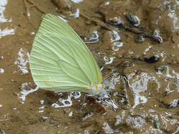 Image of Pseudopieris viridula (Felder & Felder 1861)