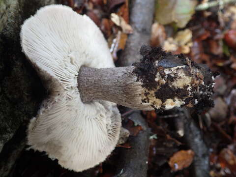 Imagem de Tricholoma atrosquamosum Sacc. 1887