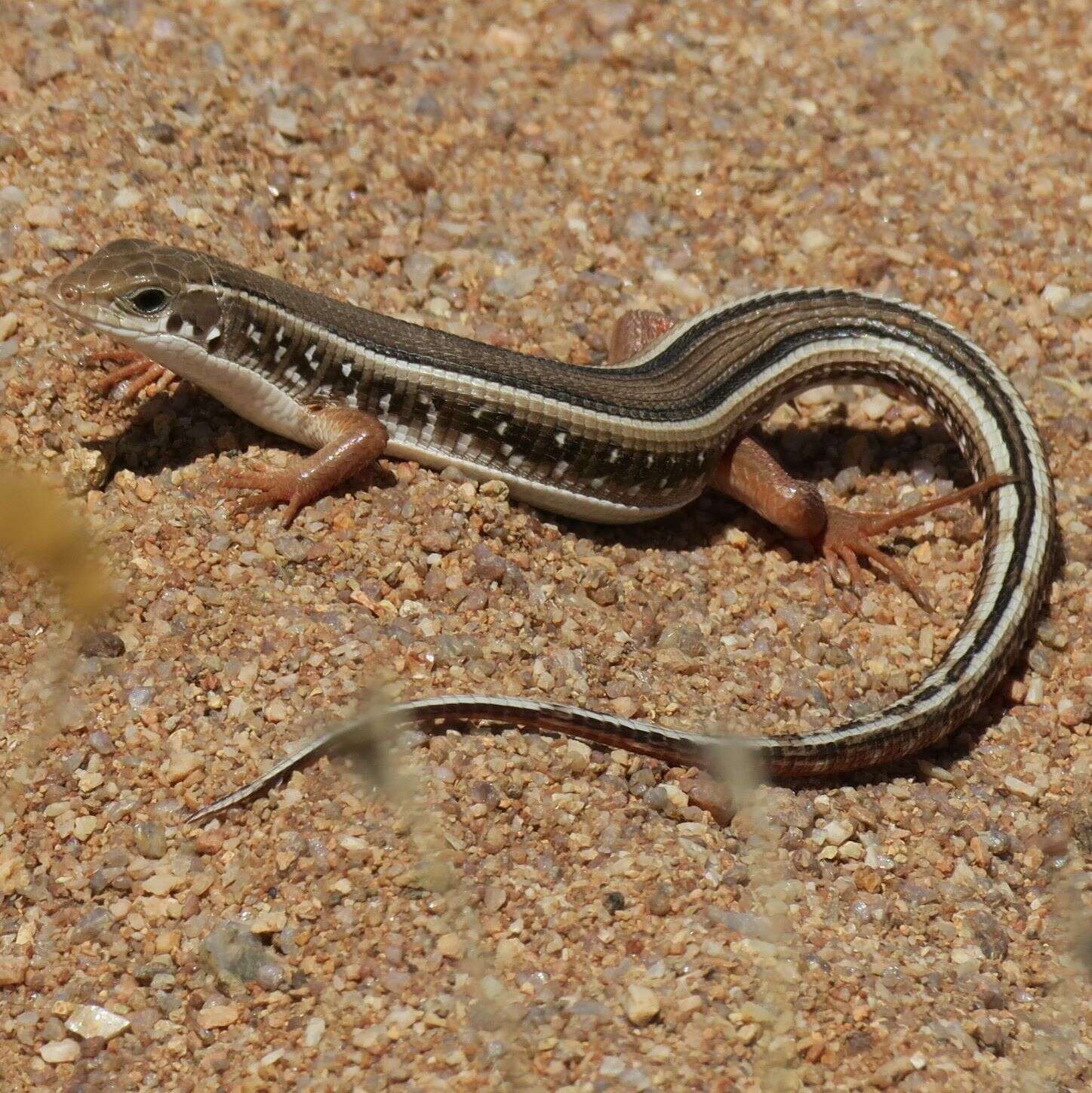 Image of Karoo Plated Lizard