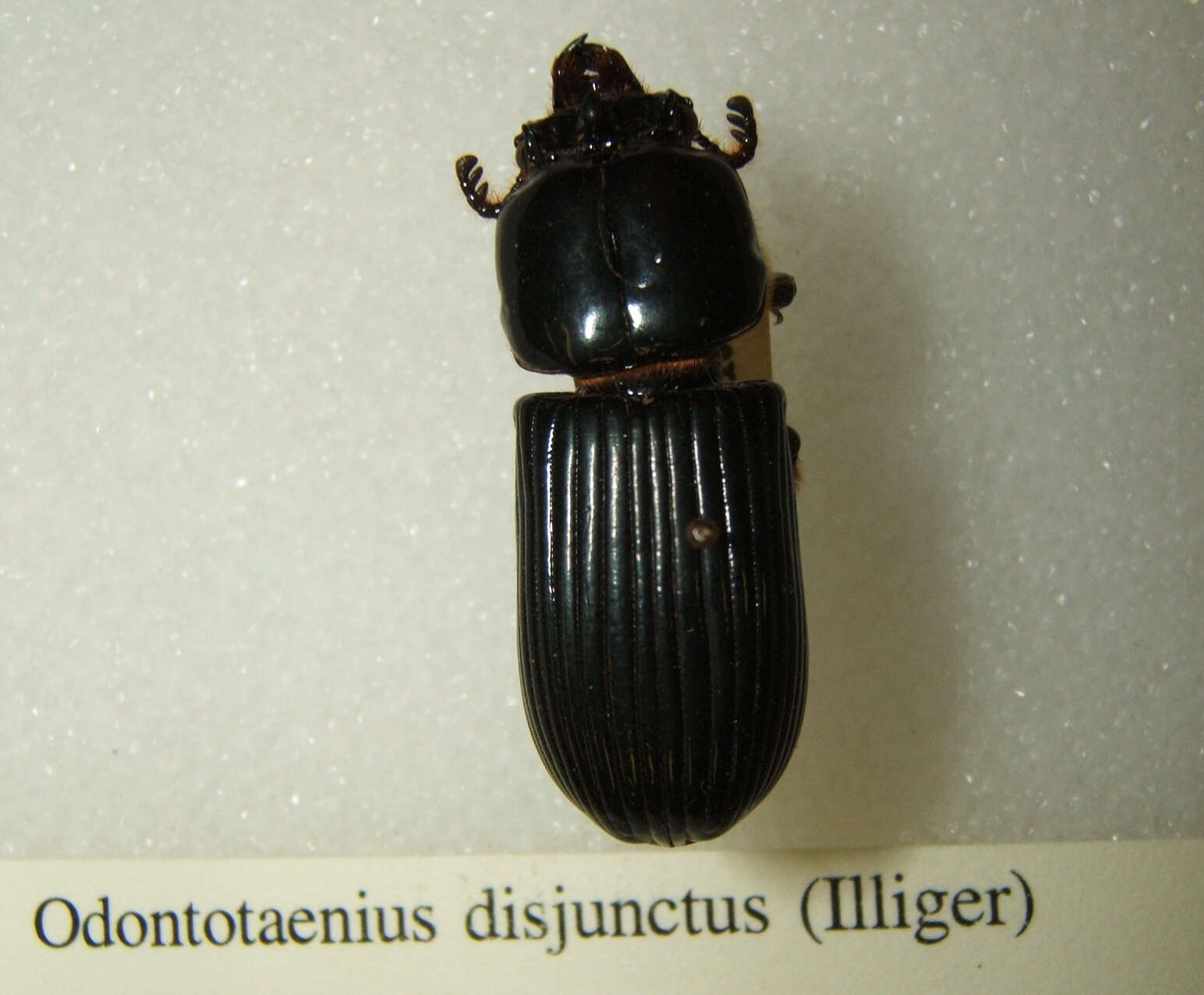 Image de Odontotaenius disjunctus (Illiger 1800)