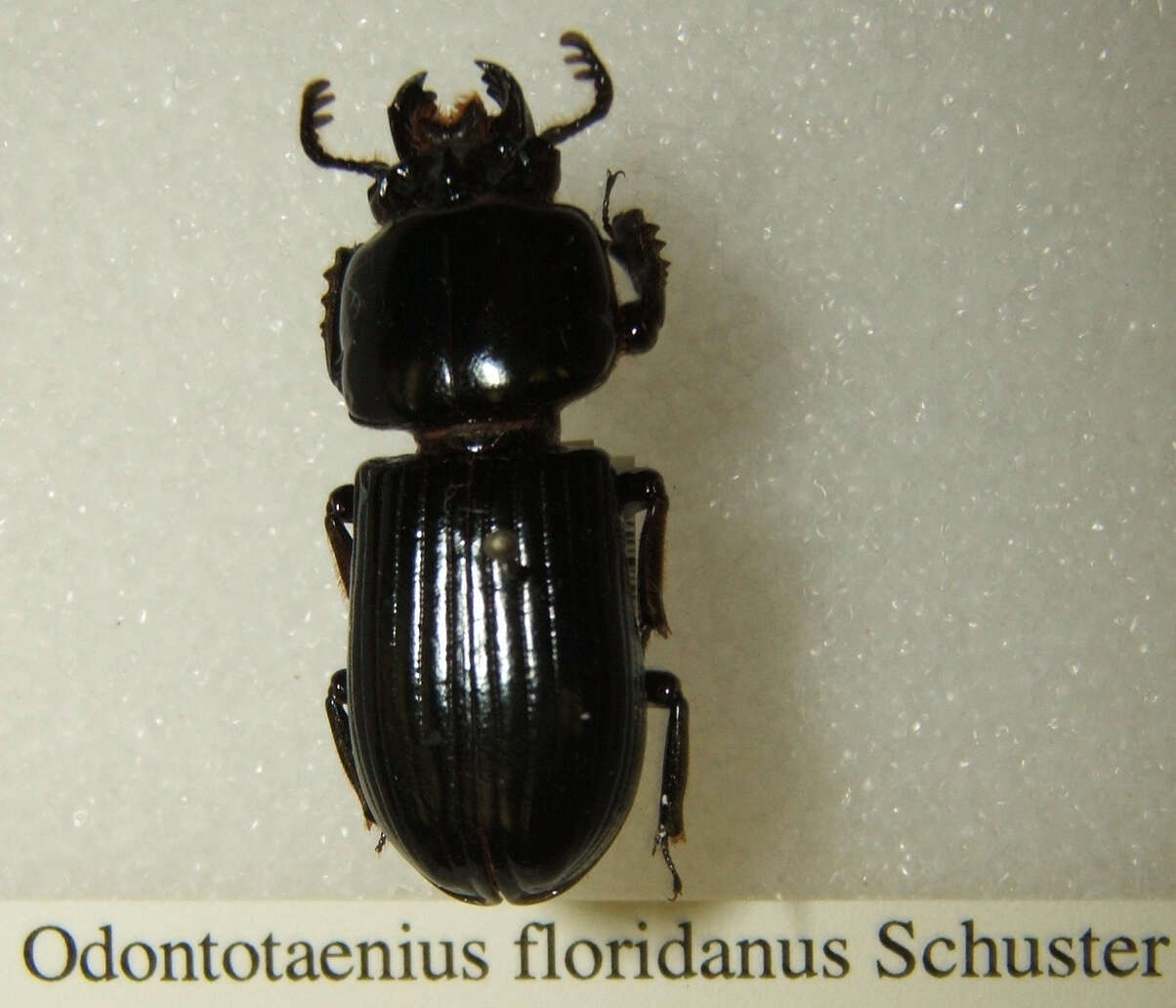 Image of Odontotaenius floridanus Schuster 1994