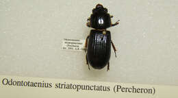 Image of Odontotaenius striatopunctatus (Percheron 1835)