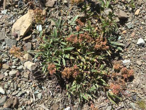 Phacelia leptosepala Rydb.的圖片