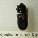 Image of Petrejoides orizabae Kuwert 1897