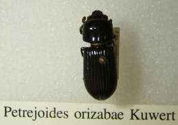 Image of Petrejoides orizabae Kuwert 1897