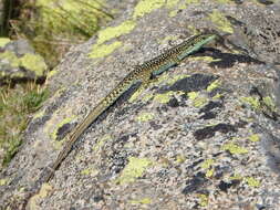 Image of Carpetane rock lizard