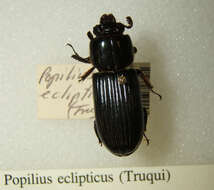 Image of Popilius eclipticus