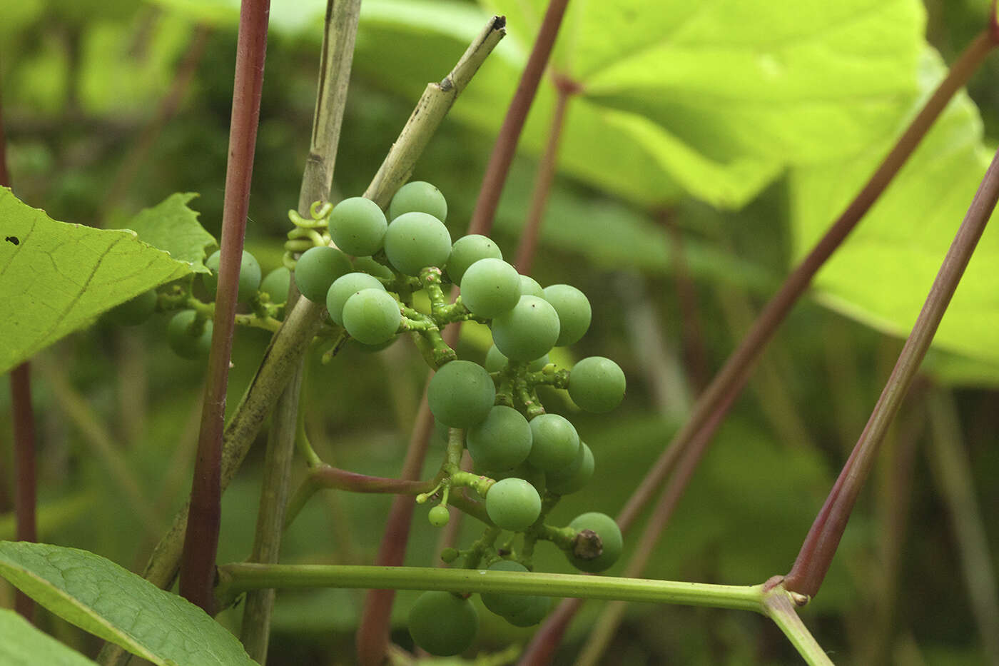 Plancia ëd Vitis coignetiae Pulliat ex Planchon