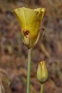 Image of yellow mariposa lily