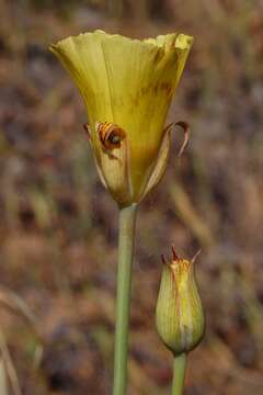 Image of yellow mariposa lily