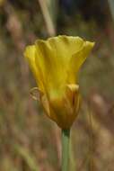 Image of yellow mariposa lily