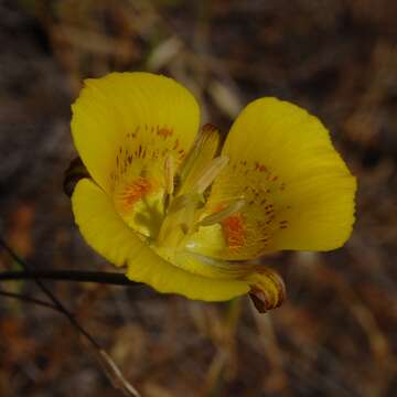 Image of yellow mariposa lily