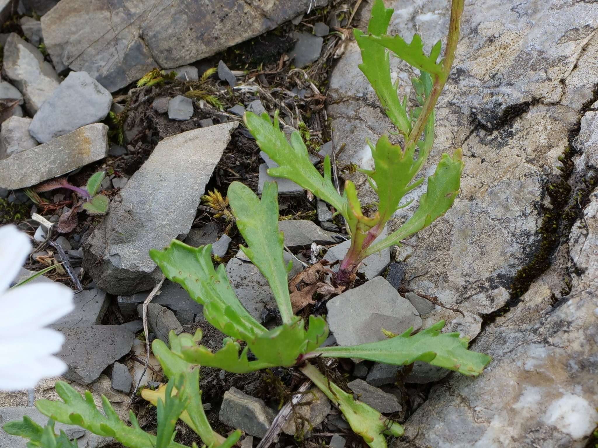 Слика од Leucanthemum halleri (Suter) Polatschek