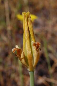 Image of yellow mariposa lily