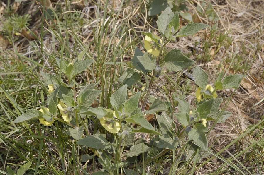 Imagem de Physalis philadelphica subsp. philadelphica