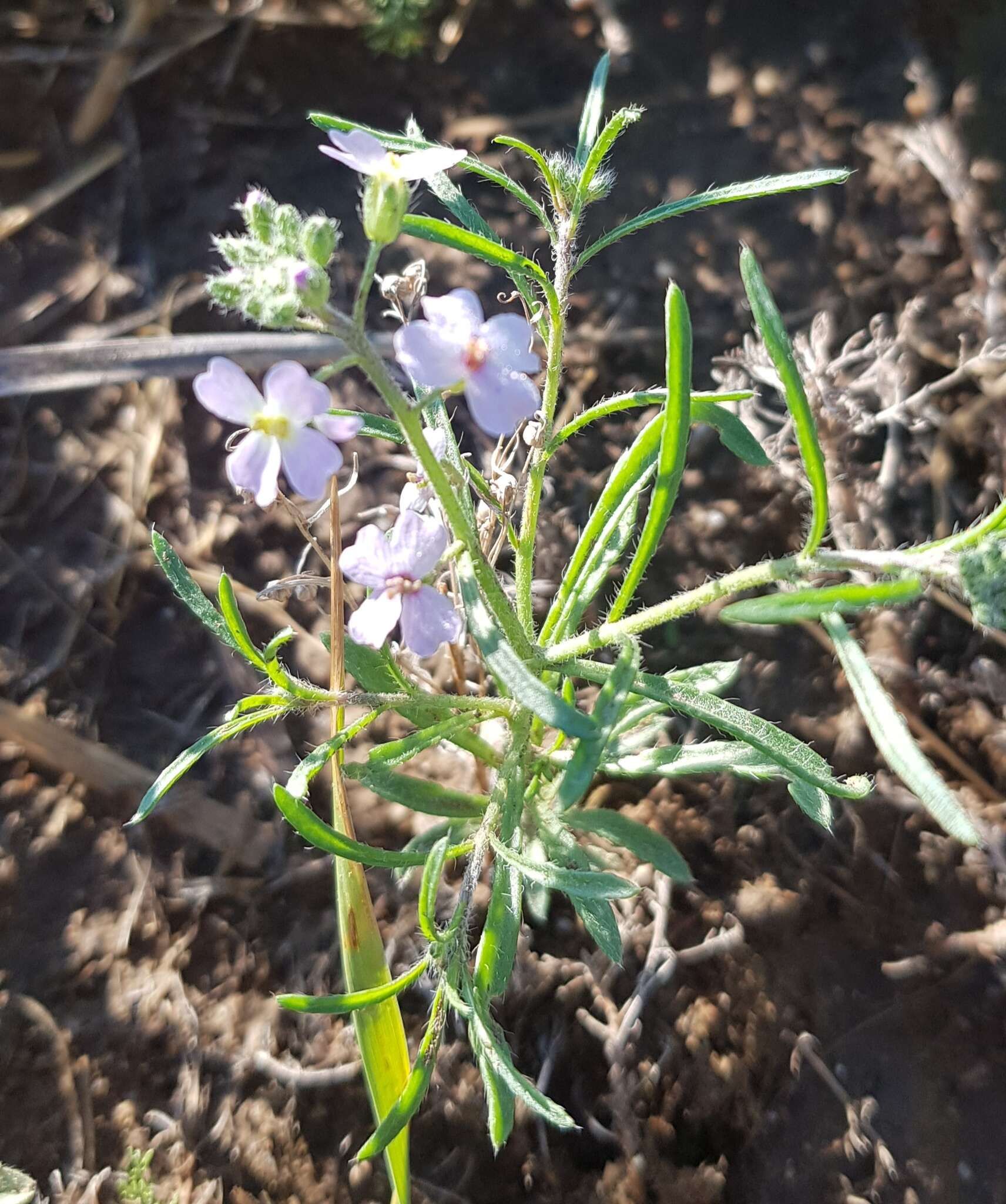 Imagem de Dontostemon integrifolius (L.) Ledeb.