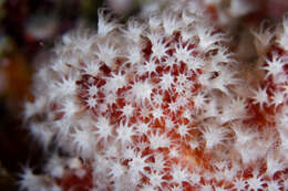 Imagem de Alcyonium glomeratum (Hassall 1843)