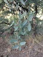 صورة Quercus oblongifolia Torr.