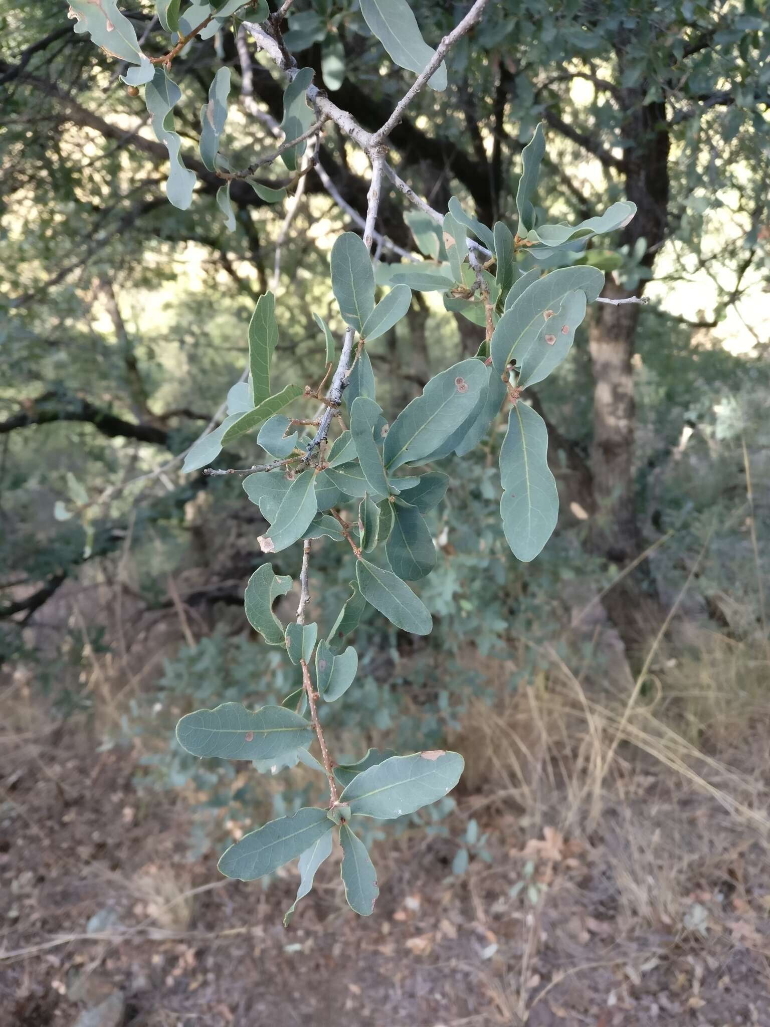 صورة Quercus oblongifolia Torr.