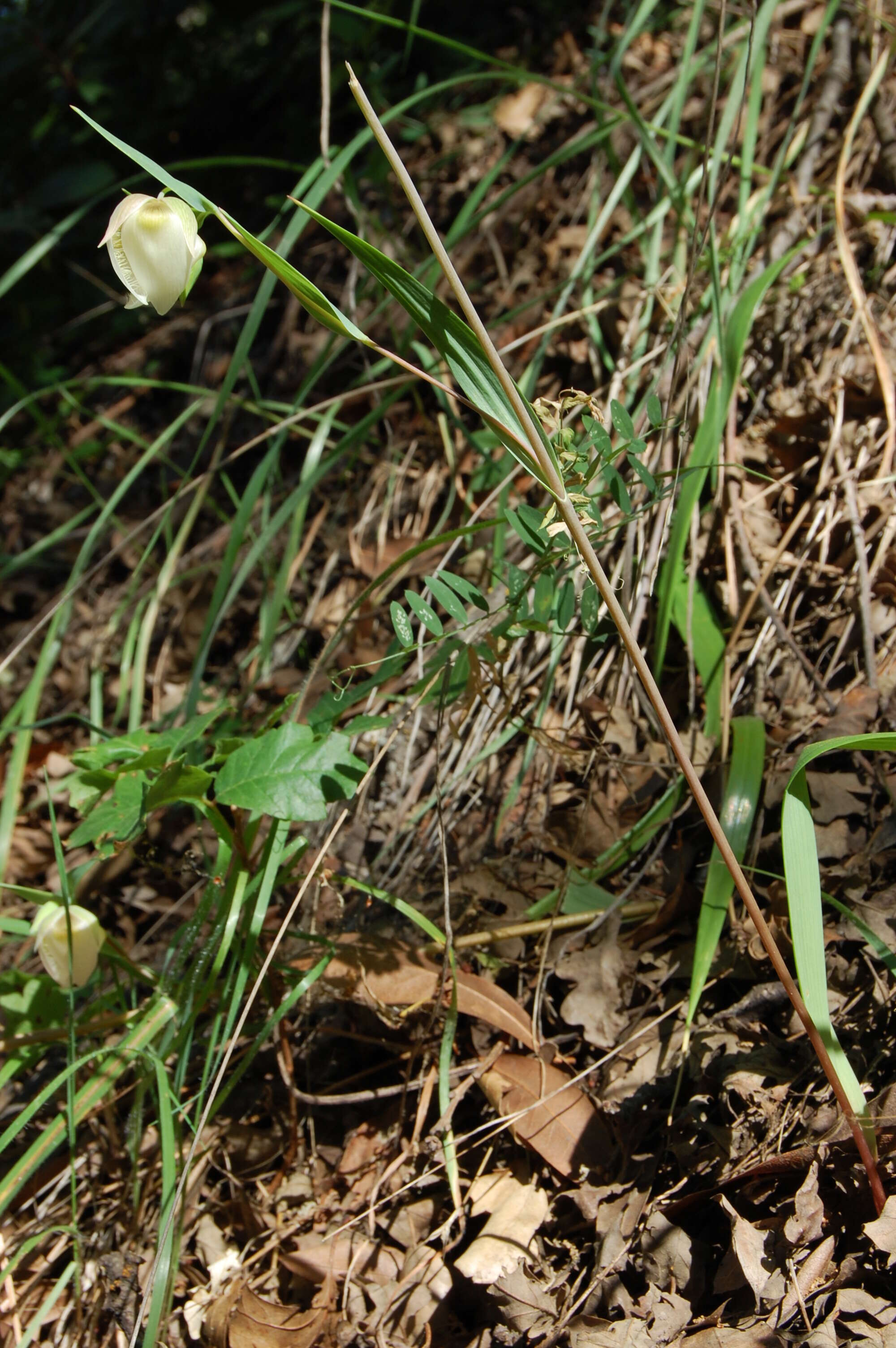 Imagem de Calochortus albus (Benth.) Douglas ex Benth.