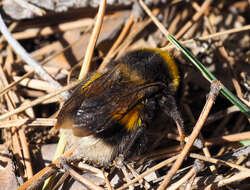 Image of Bombus sporadicus Nylander 1848