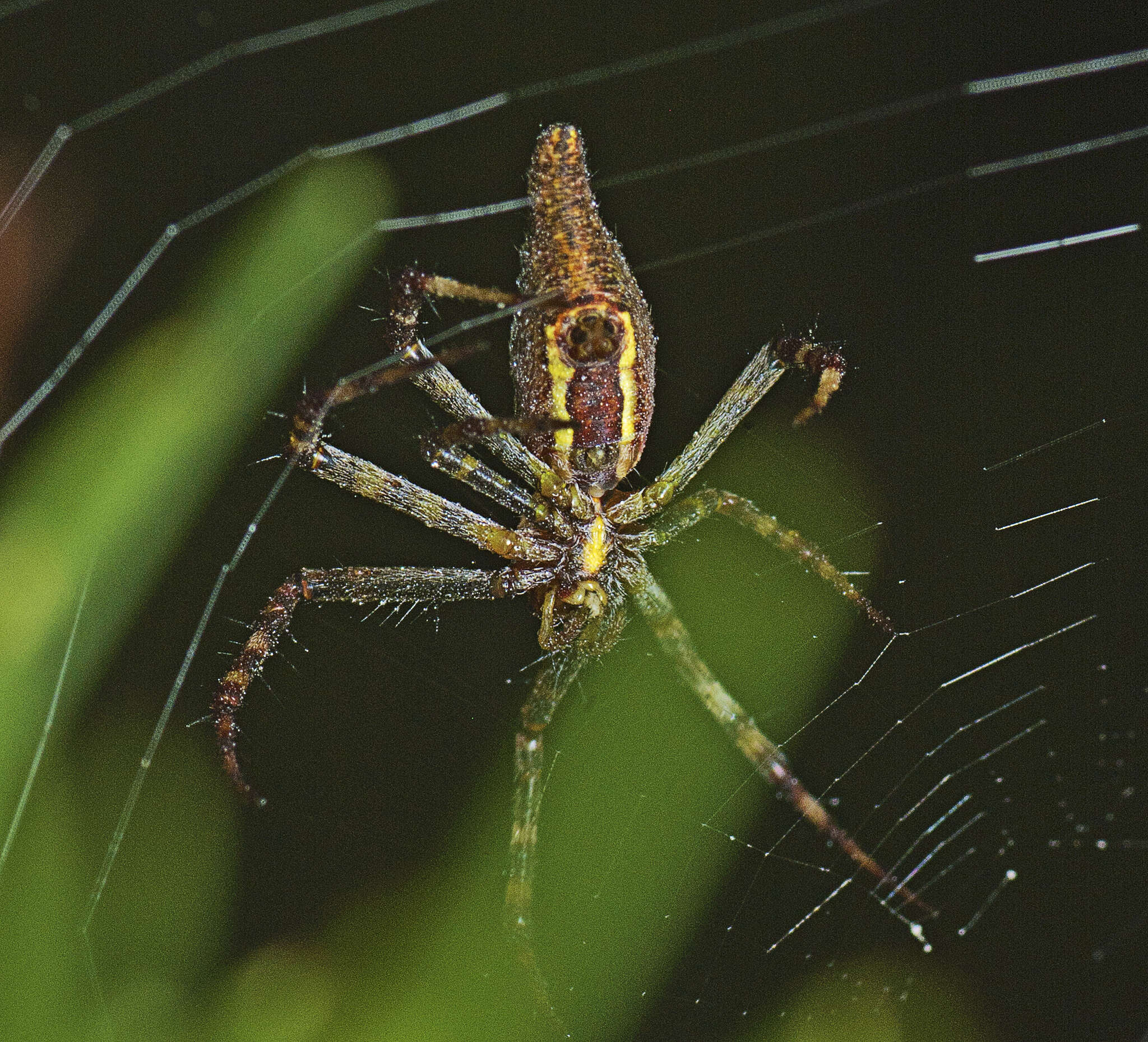 Image of Argiope probata Rainbow 1916