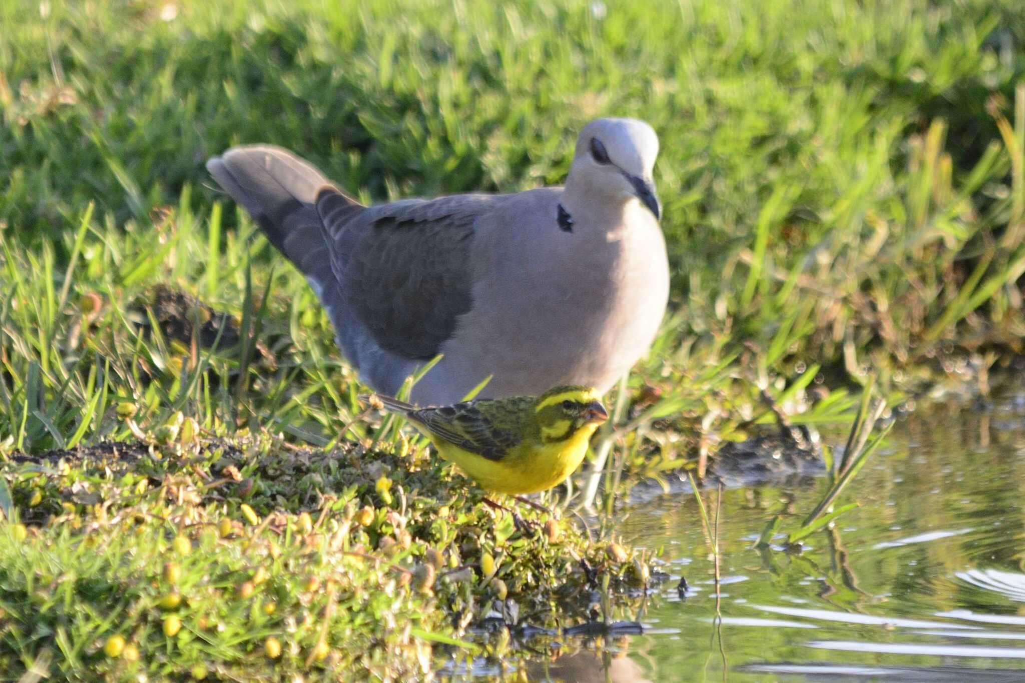 Image of Yellow Canary