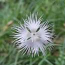 Imagem de Dianthus monspessulanus L.