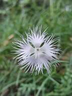 Imagem de Dianthus monspessulanus L.