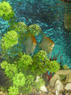 Image of freshwater angelfish