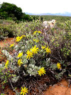 Image of Berkheya cuneata (Thunb.) Willd.