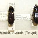 Spurius bicornis (Truqui 1857) resmi