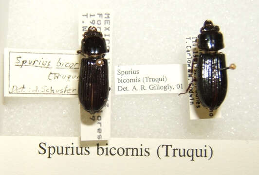 Image of Spurius