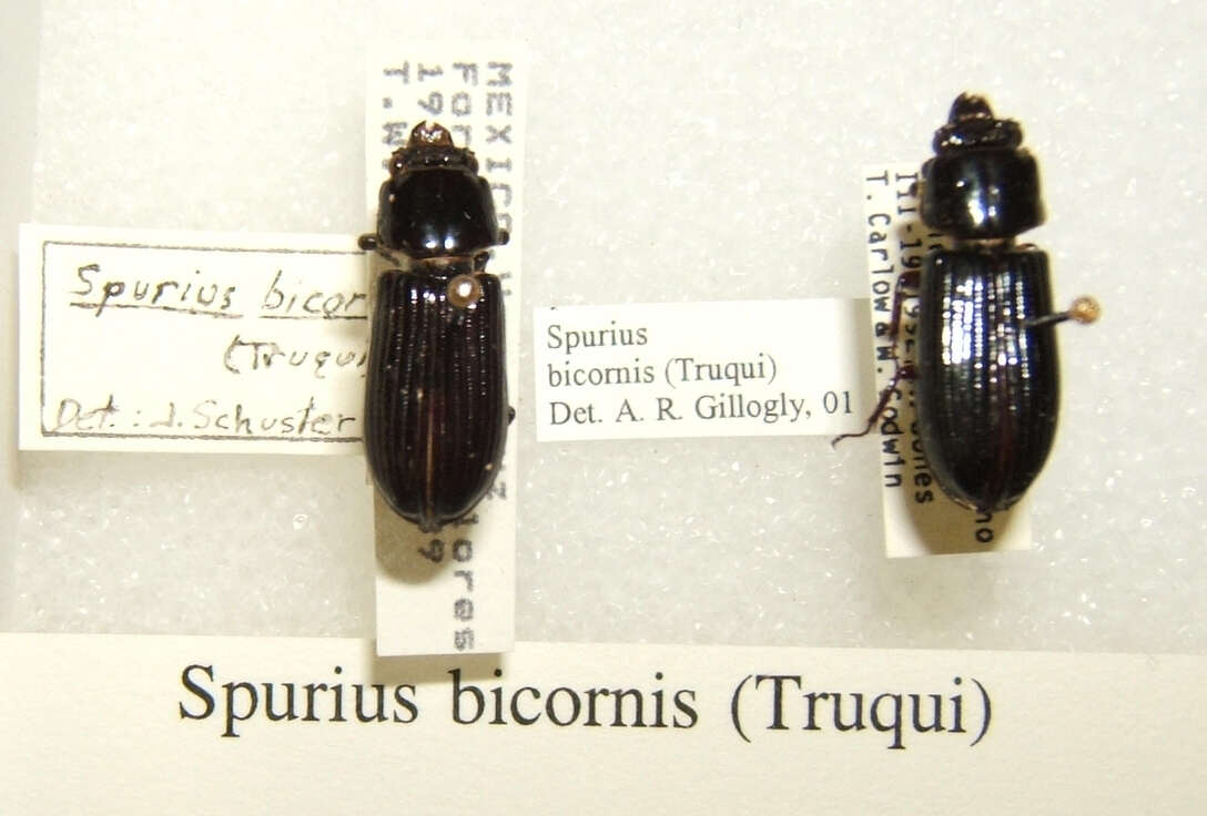 Image of Spurius bicornis (Truqui 1857)