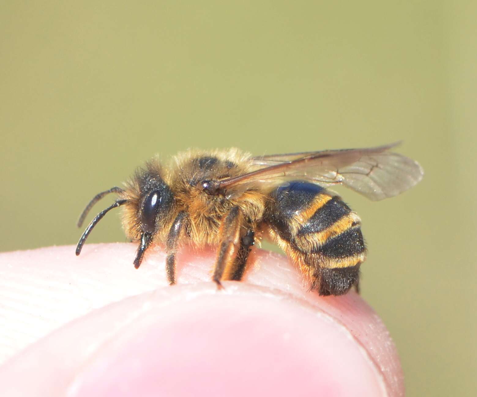 Image of Andrena flavipes Panzer 1799