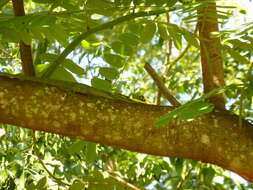 Image of Cuban Giant Anole