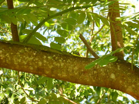 Image of Cuban Giant Anole